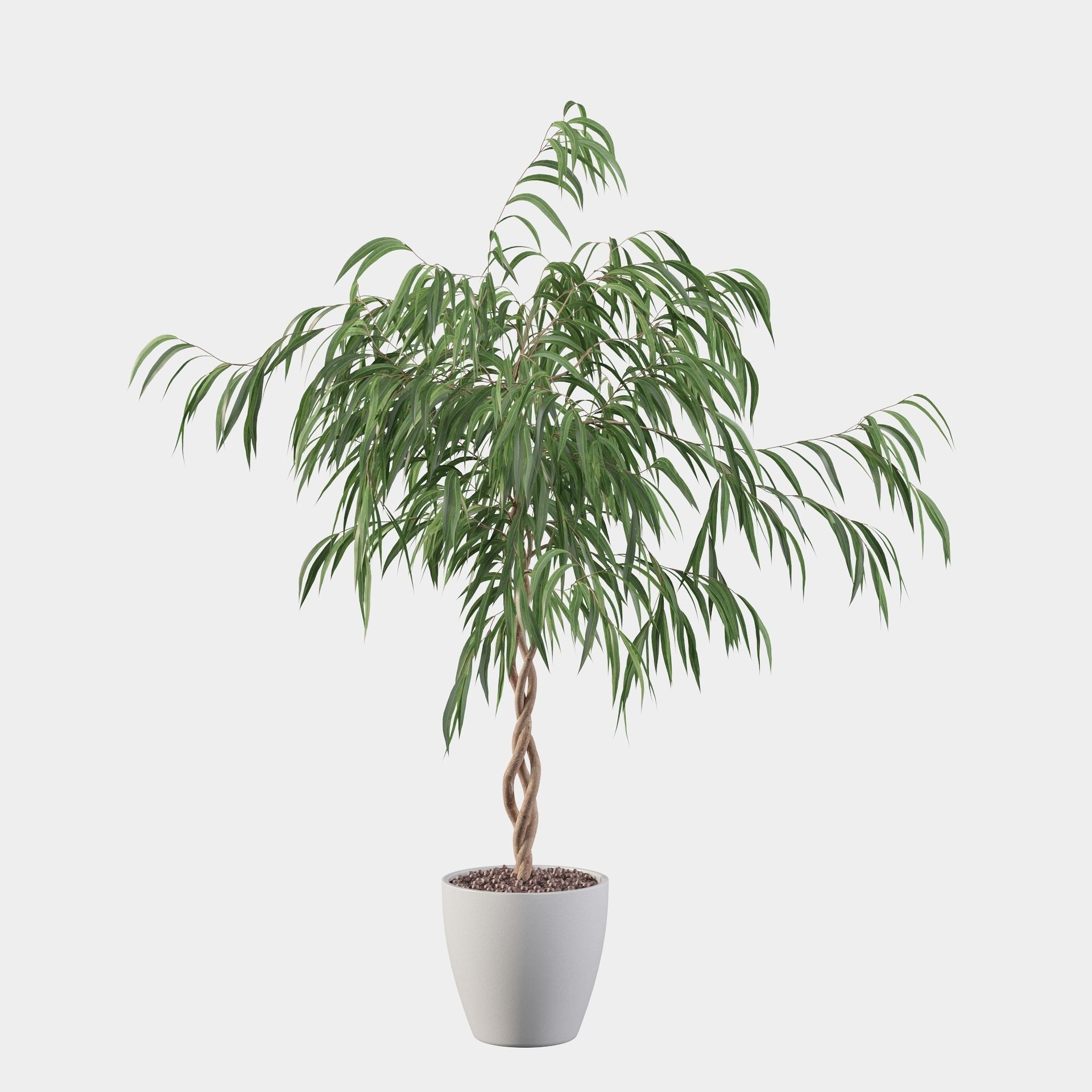 Ficus Ali 3D model_19