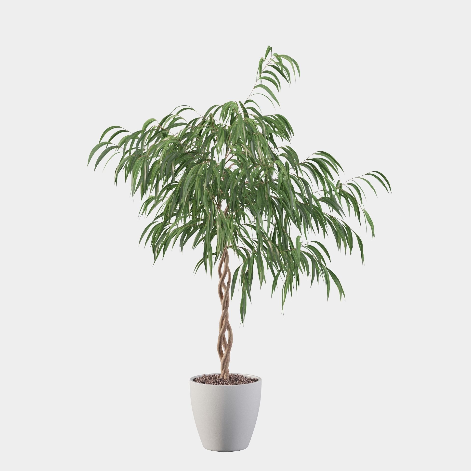 Ficus Ali 3D model_24