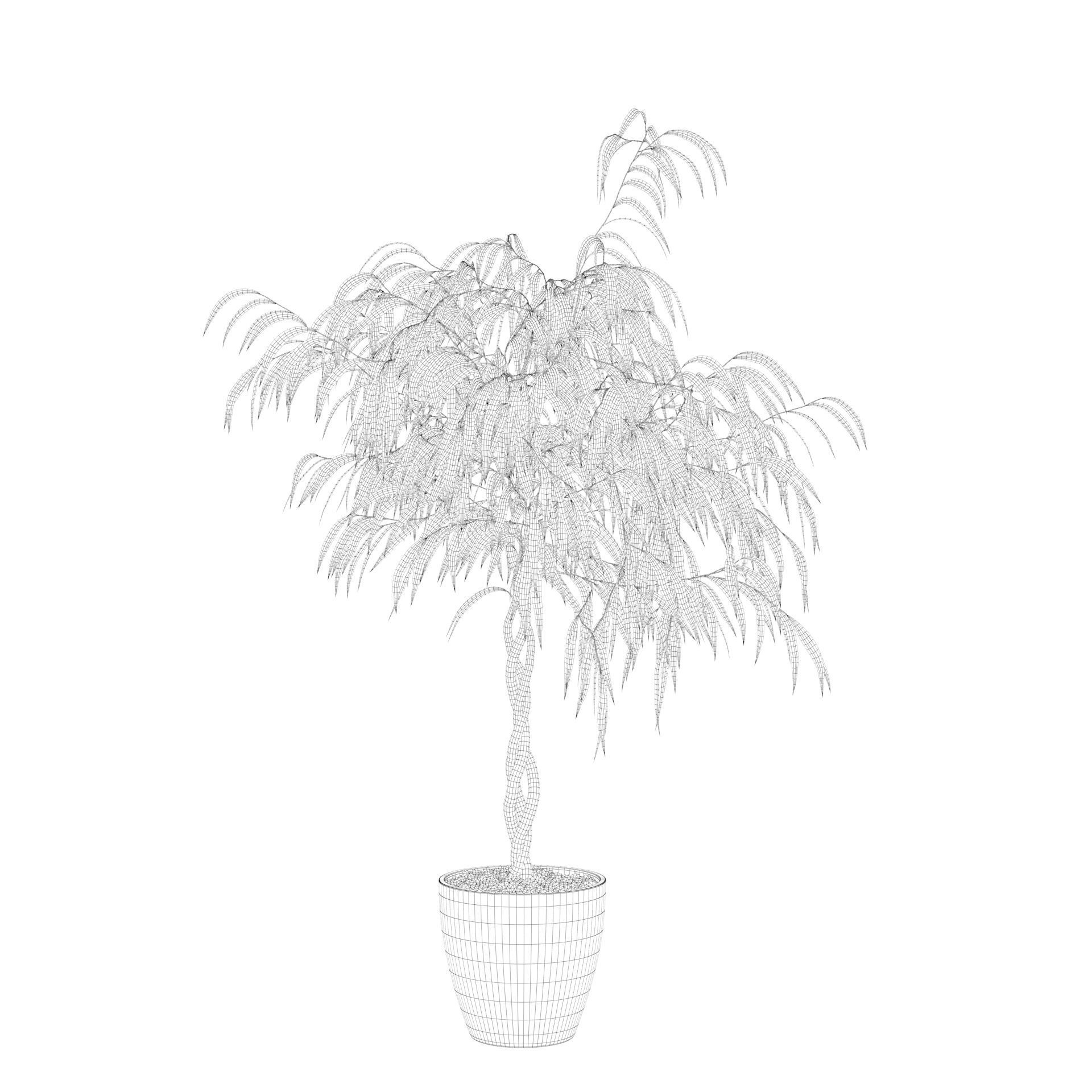 Ficus Ali 3D model_31