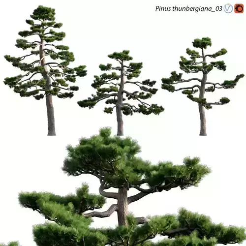 Pinus thunbergiana - Pinus thunbergii - Japanese Black Pine 03