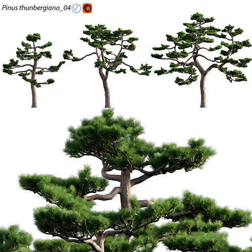 Pinus thunbergiana - Pinus thunbergii - Japanese Black Pine 04 3D model