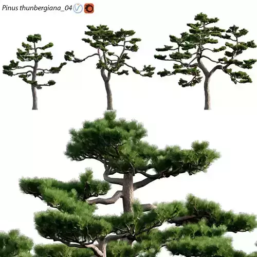 Pinus thunbergiana - Pinus thunbergii - Japanese Black Pine 04 3D model