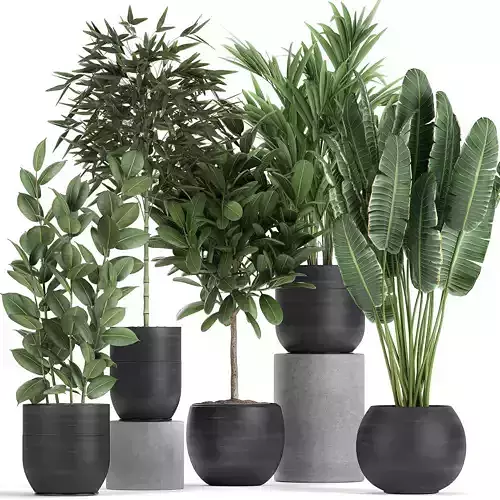 Houseplants in a black pot for the interior 715