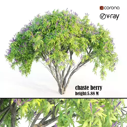 chaste berry