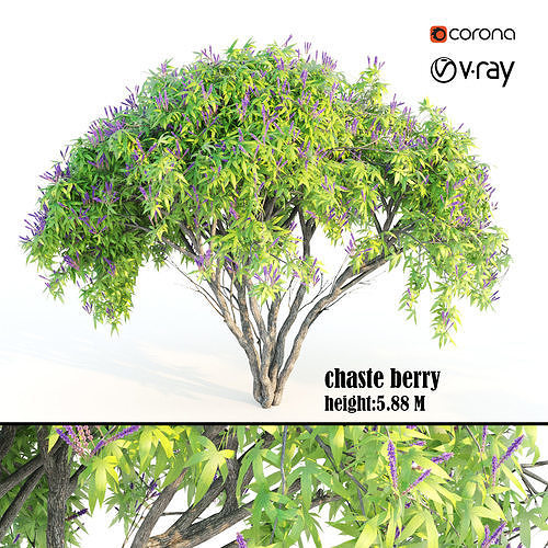 chaste berry 3D model