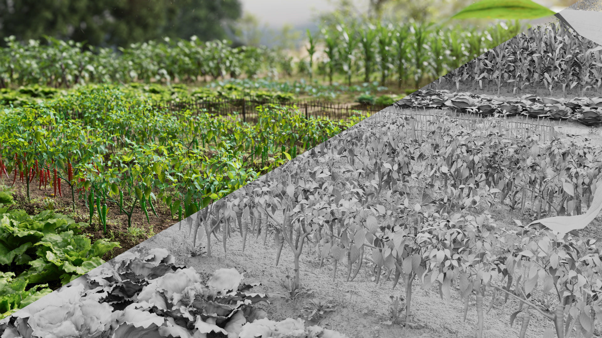 3D vegetables collection vol02 chilli Low-poly 3D model_3