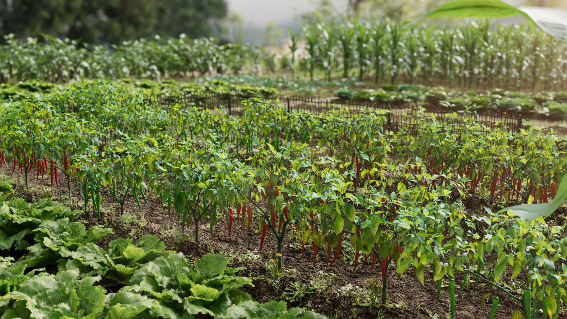 3D vegetables collection vol02 chilli Low-poly 3D model_2