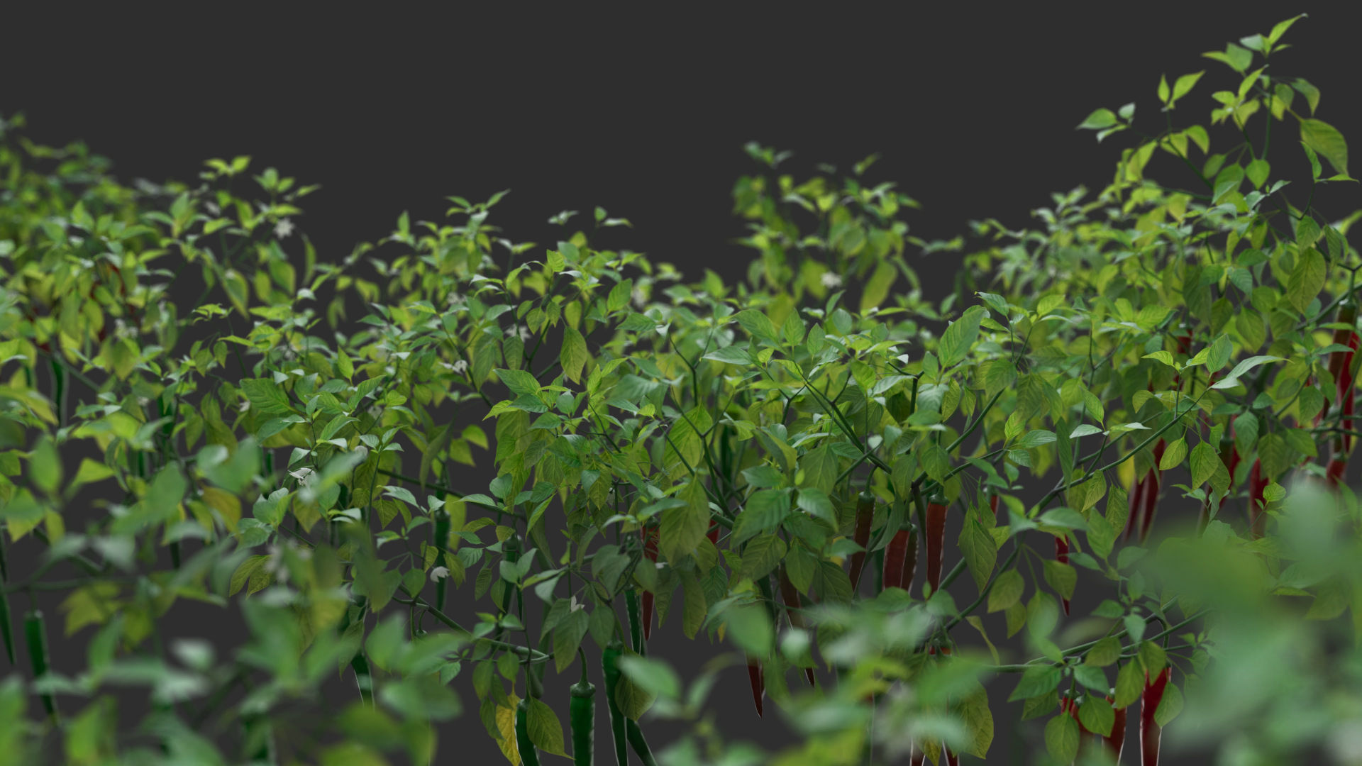 3D vegetables collection vol02 chilli Low-poly 3D model_4