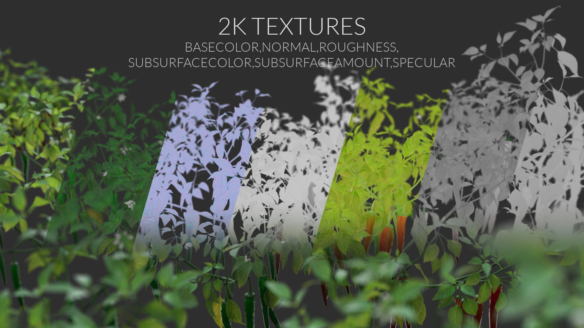 3D vegetables collection vol02 chilli Low-poly 3D model_8