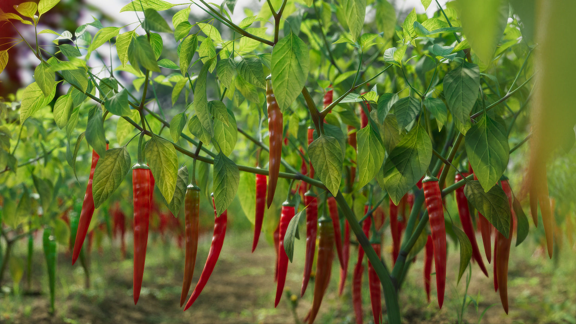 3D vegetables collection vol02 chilli Low-poly 3D model_1