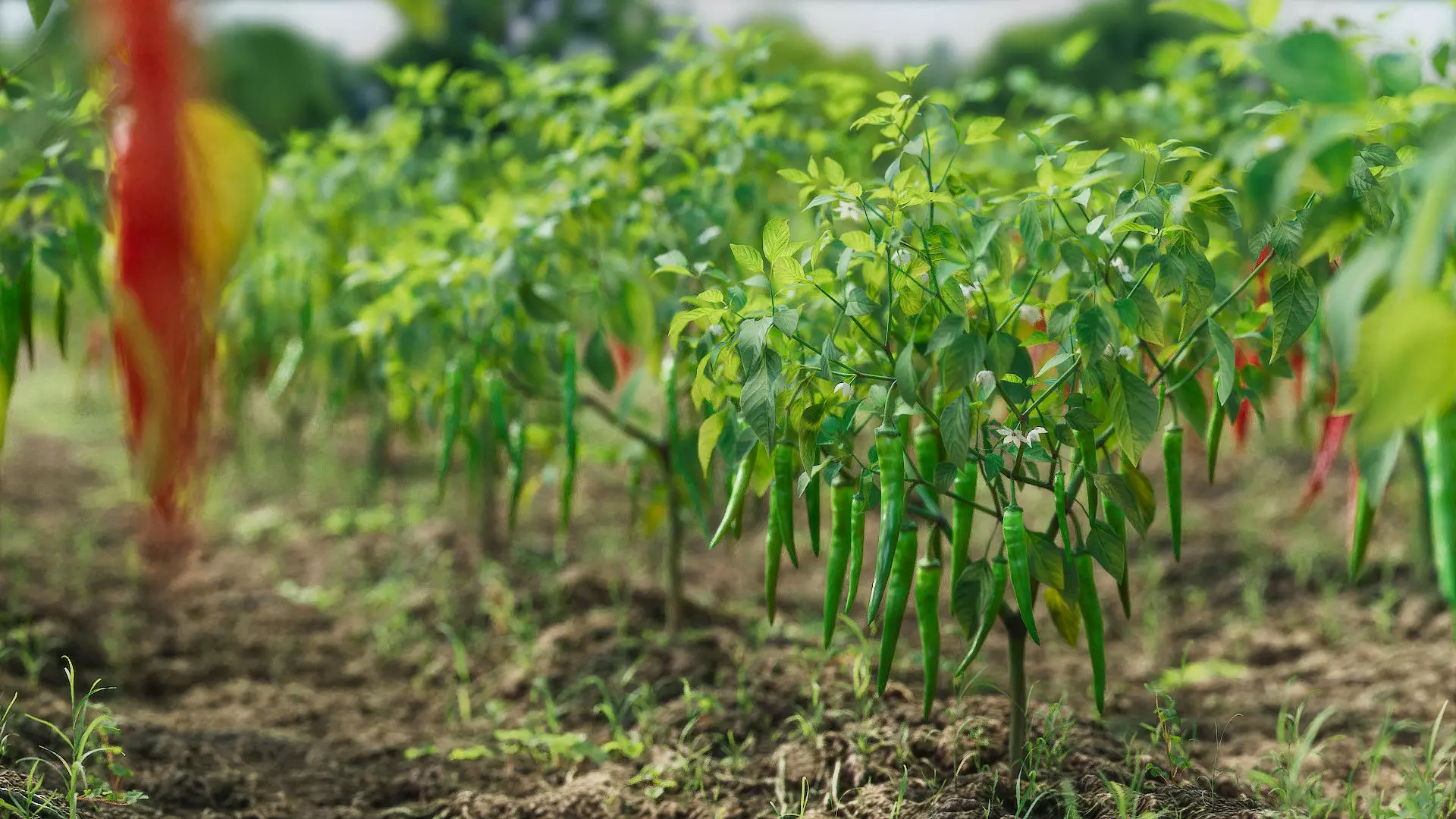 3D vegetables collection vol02 chilli Low-poly 3D model_0