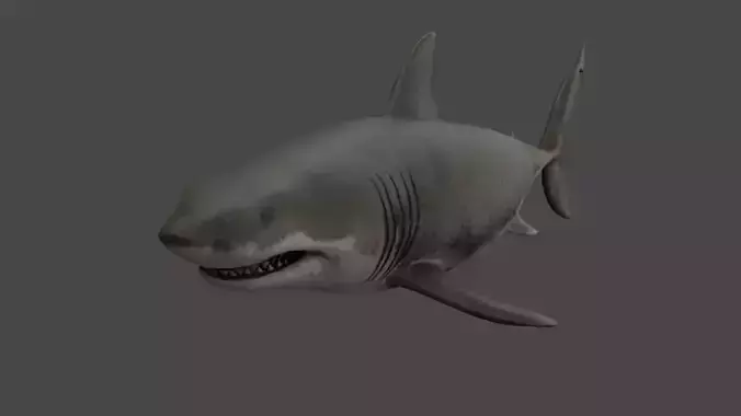 Great White Shark