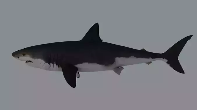 Megalodon Shark Low-poly 3D model