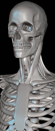 Human skeleton 3D model