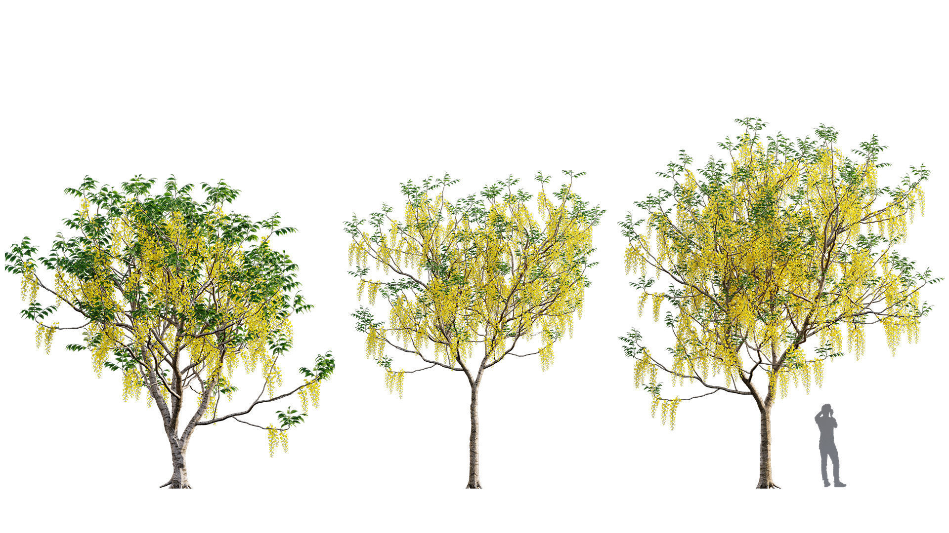3DTree Bundle 03 - Park City 3D model_3