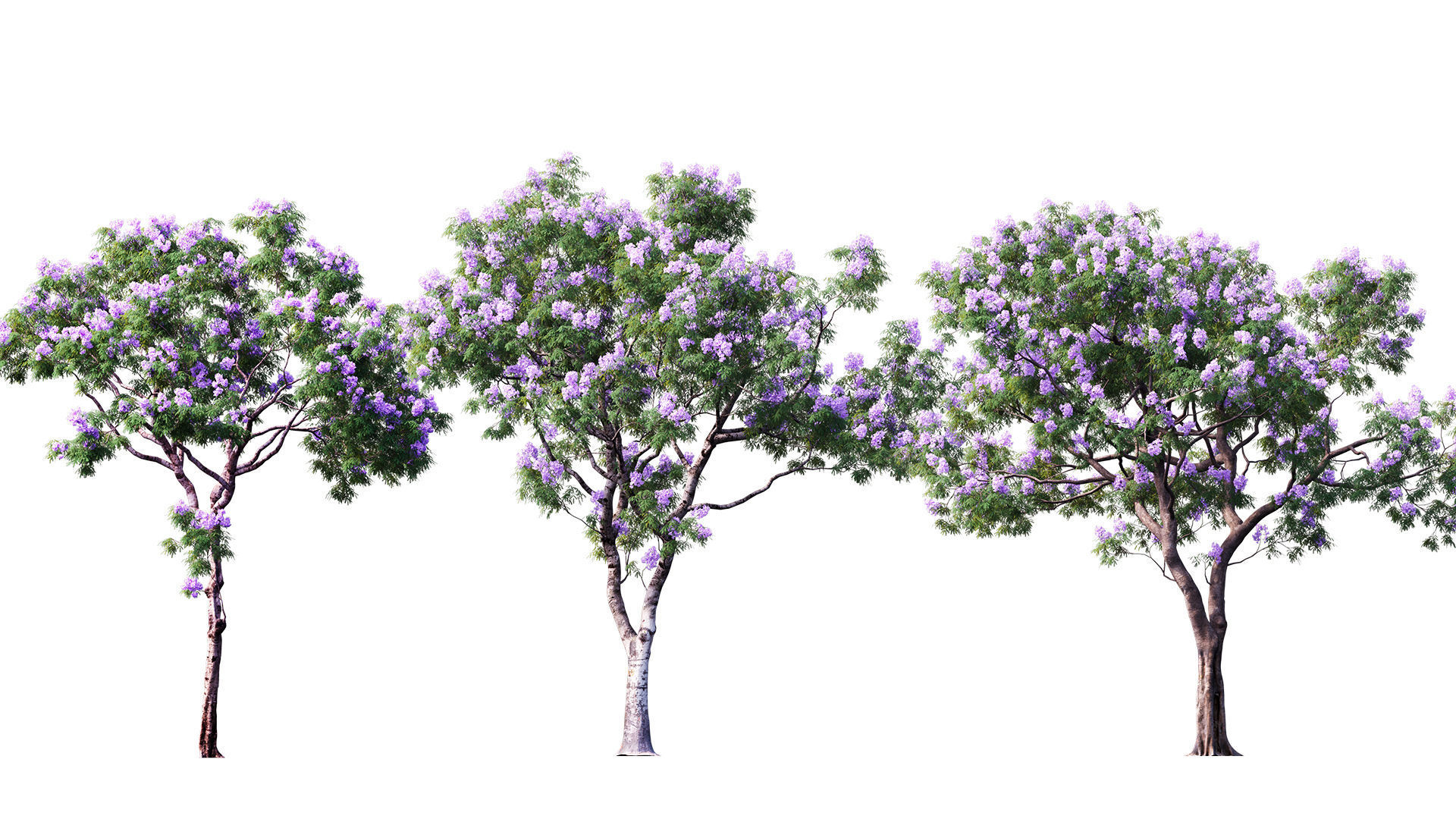 3DTree Bundle 03 - Park City 3D model_7