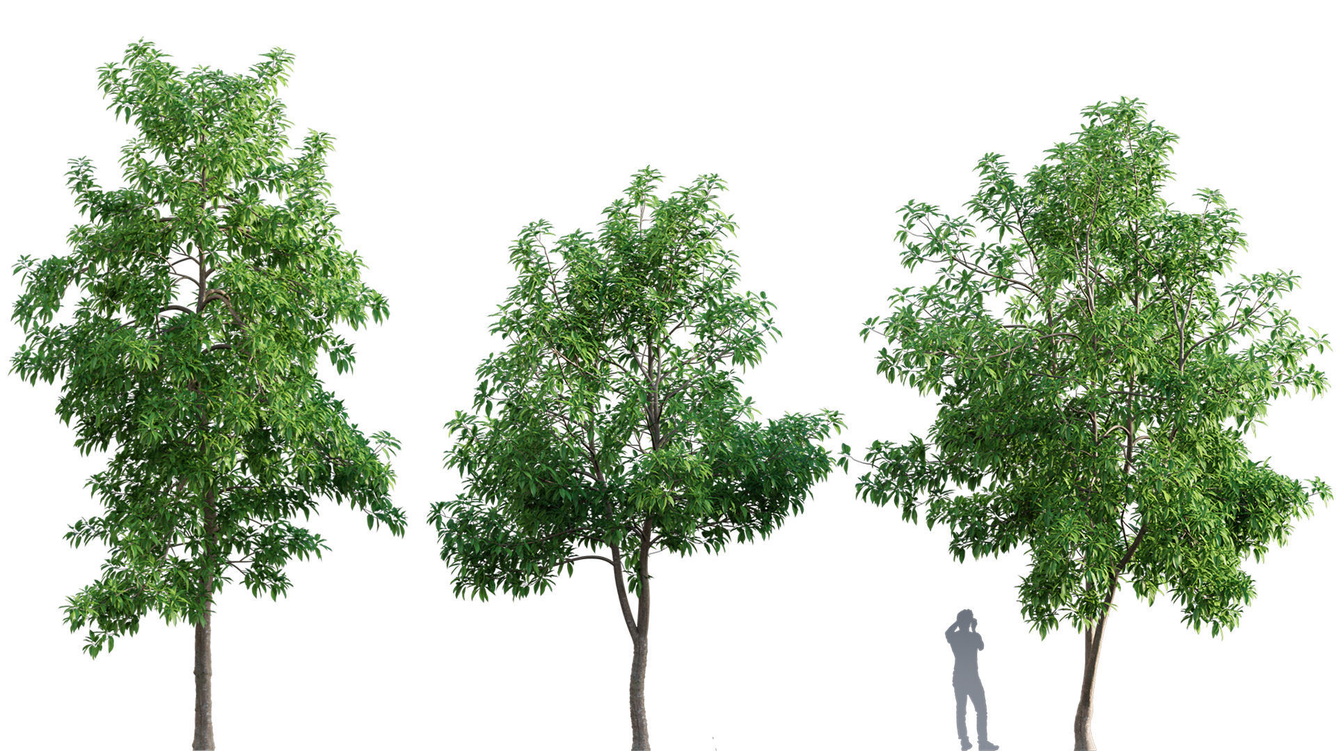 3DTree Bundle 03 - Park City 3D model_9