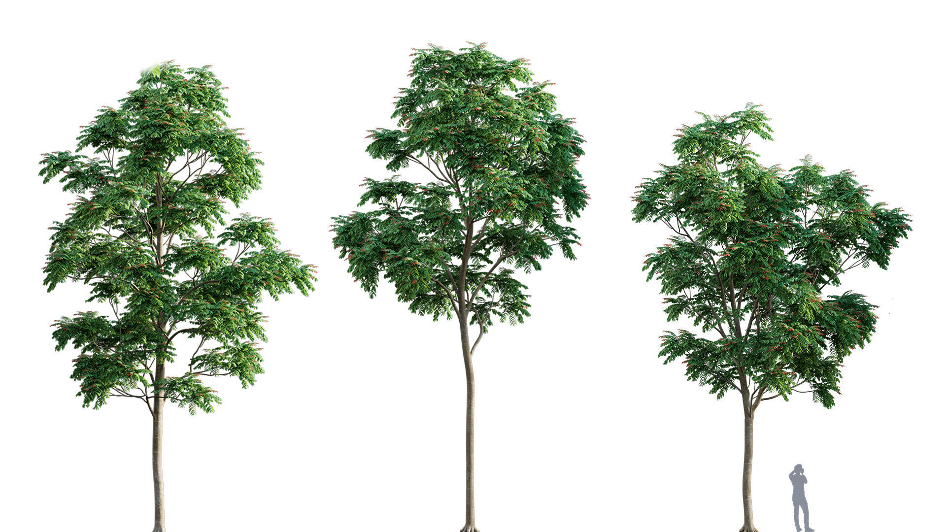 3DTree Bundle 03 - Park City 3D model_4