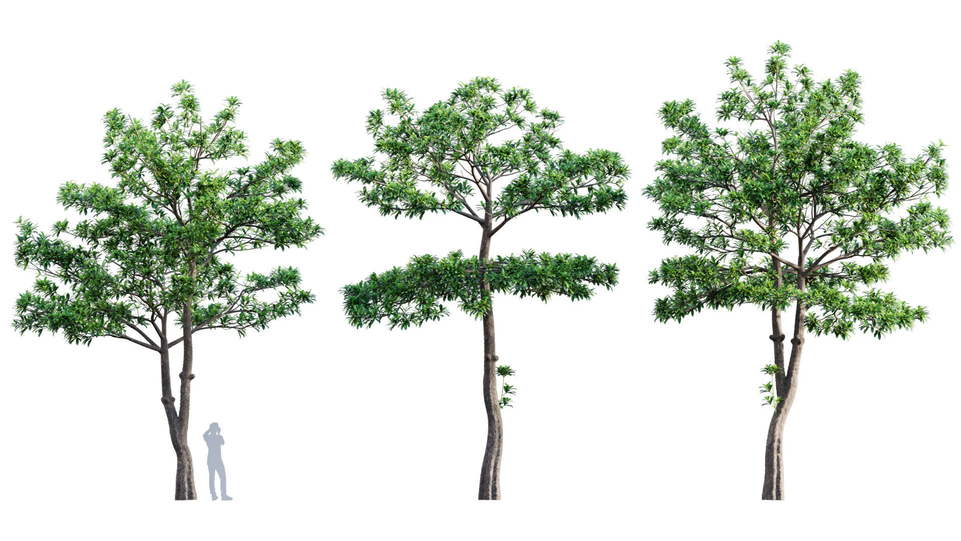 3DTree Bundle 03 - Park City 3D model_2
