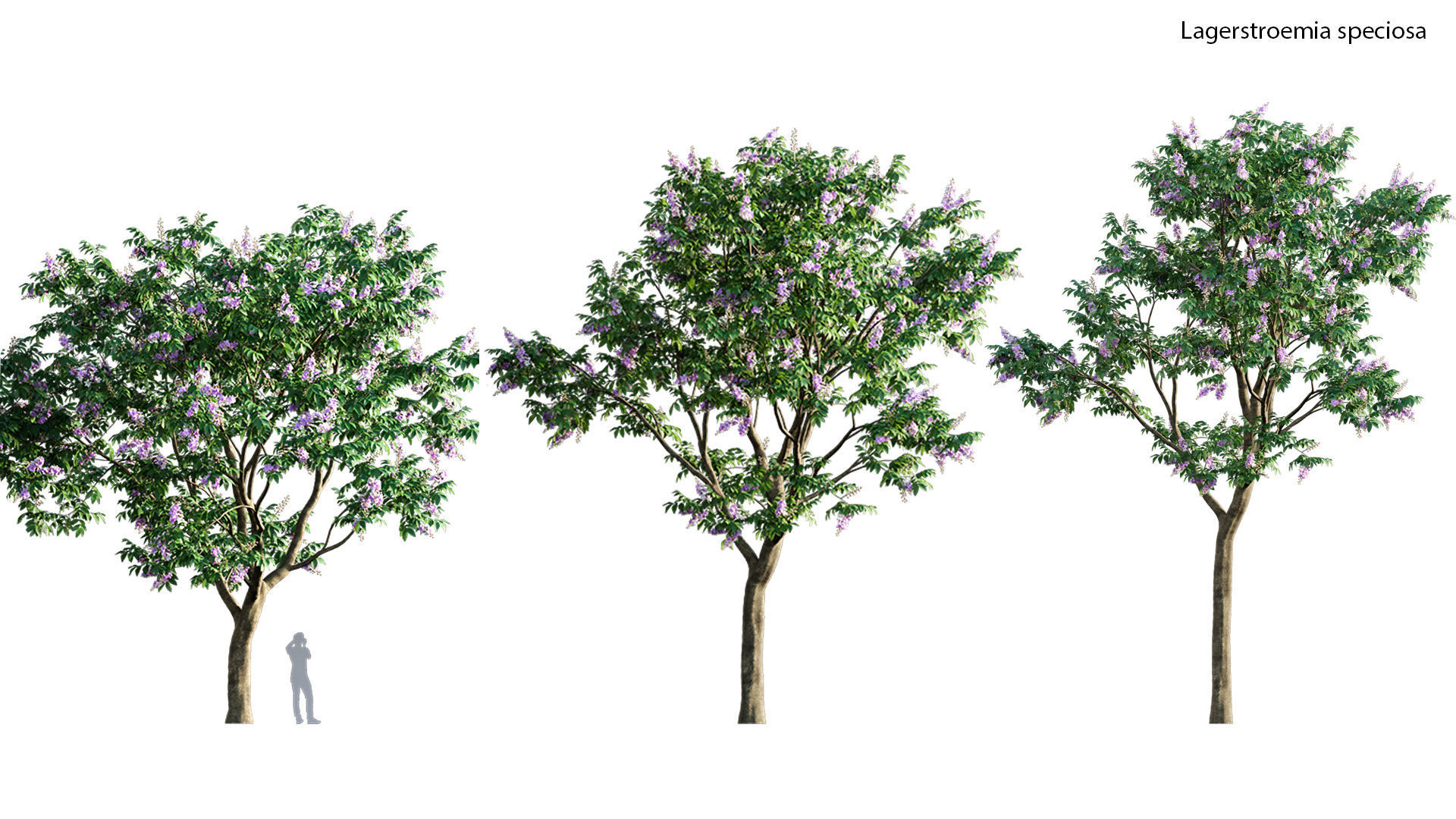 3DTree Bundle 03 - Park City 3D model_8