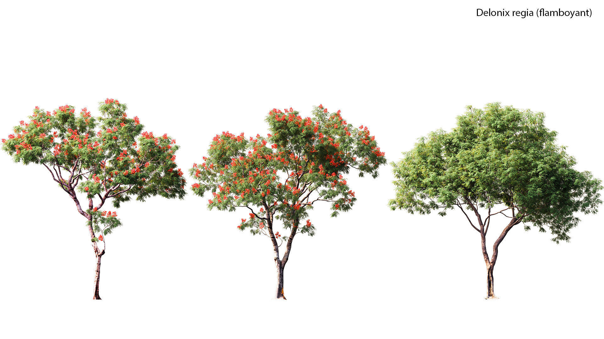 3DTree Bundle 03 - Park City 3D model_5