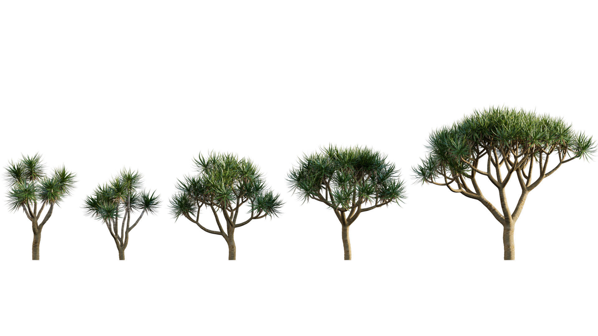 3DTree Bundle 04 - Resort plants 3D model_6