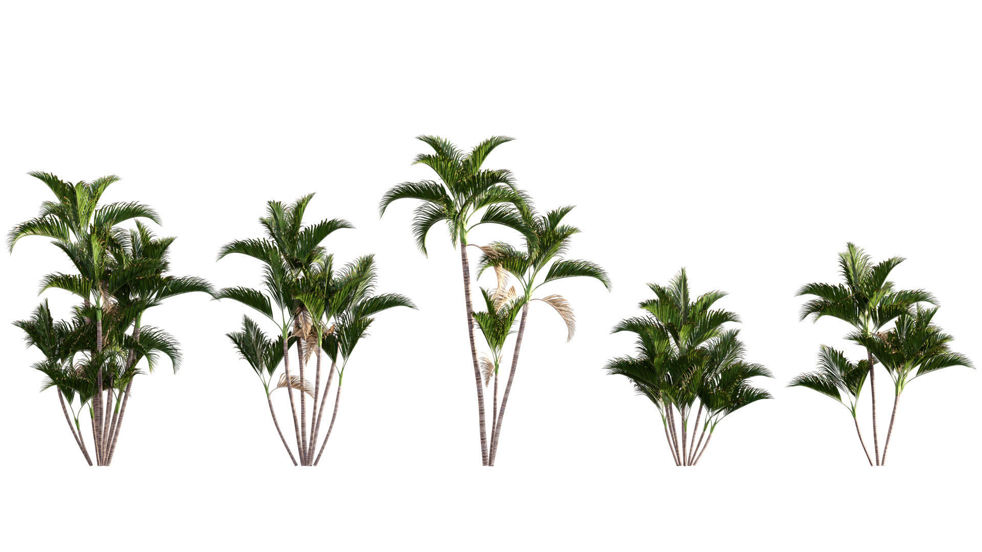 3DTree Bundle 04 - Resort plants 3D model_3