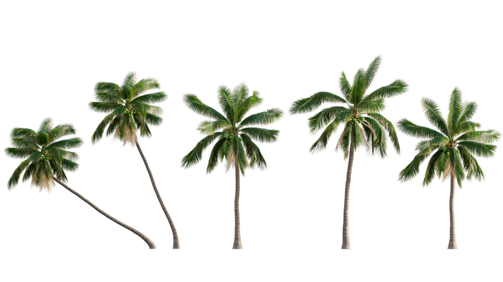 3DTree Bundle 04 - Resort plants 3D model_4