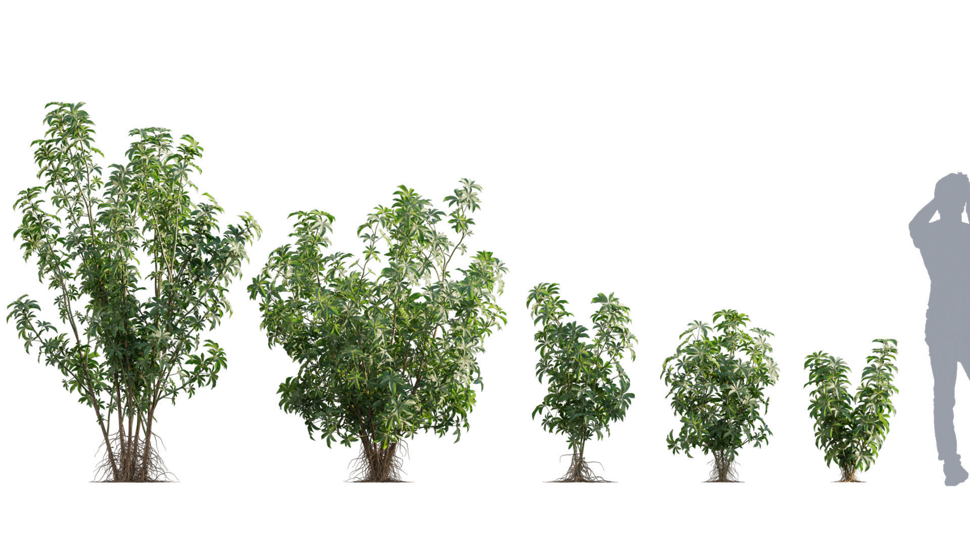 3DTree Bundle 04 - Resort plants 3D model_10