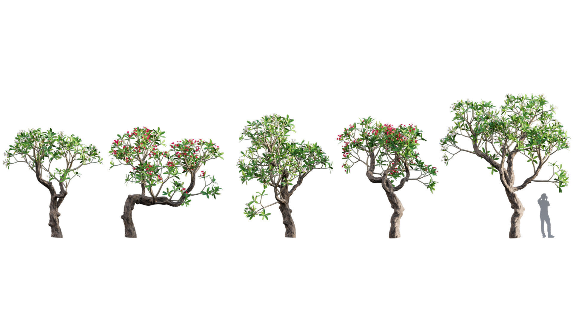 3DTree Bundle 04 - Resort plants 3D model_9