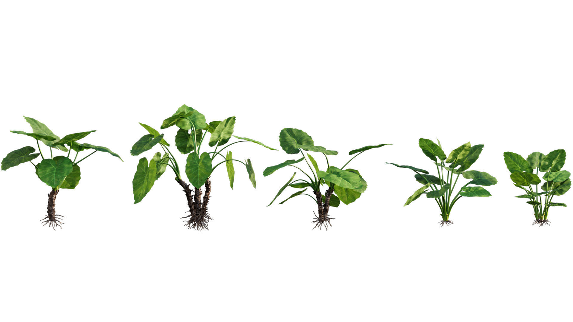 3DTree Bundle 04 - Resort plants 3D model_2