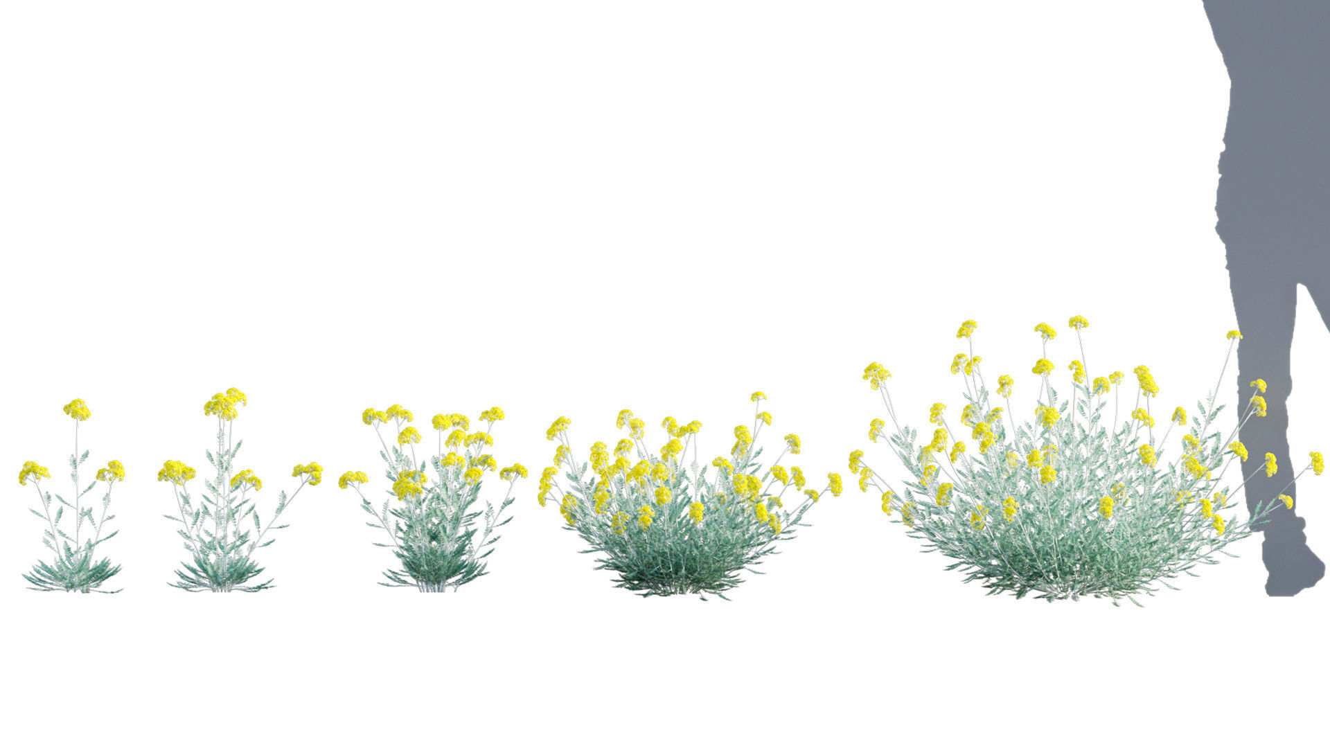3DTree Bundle 05 - Flower Garden 3D model_6