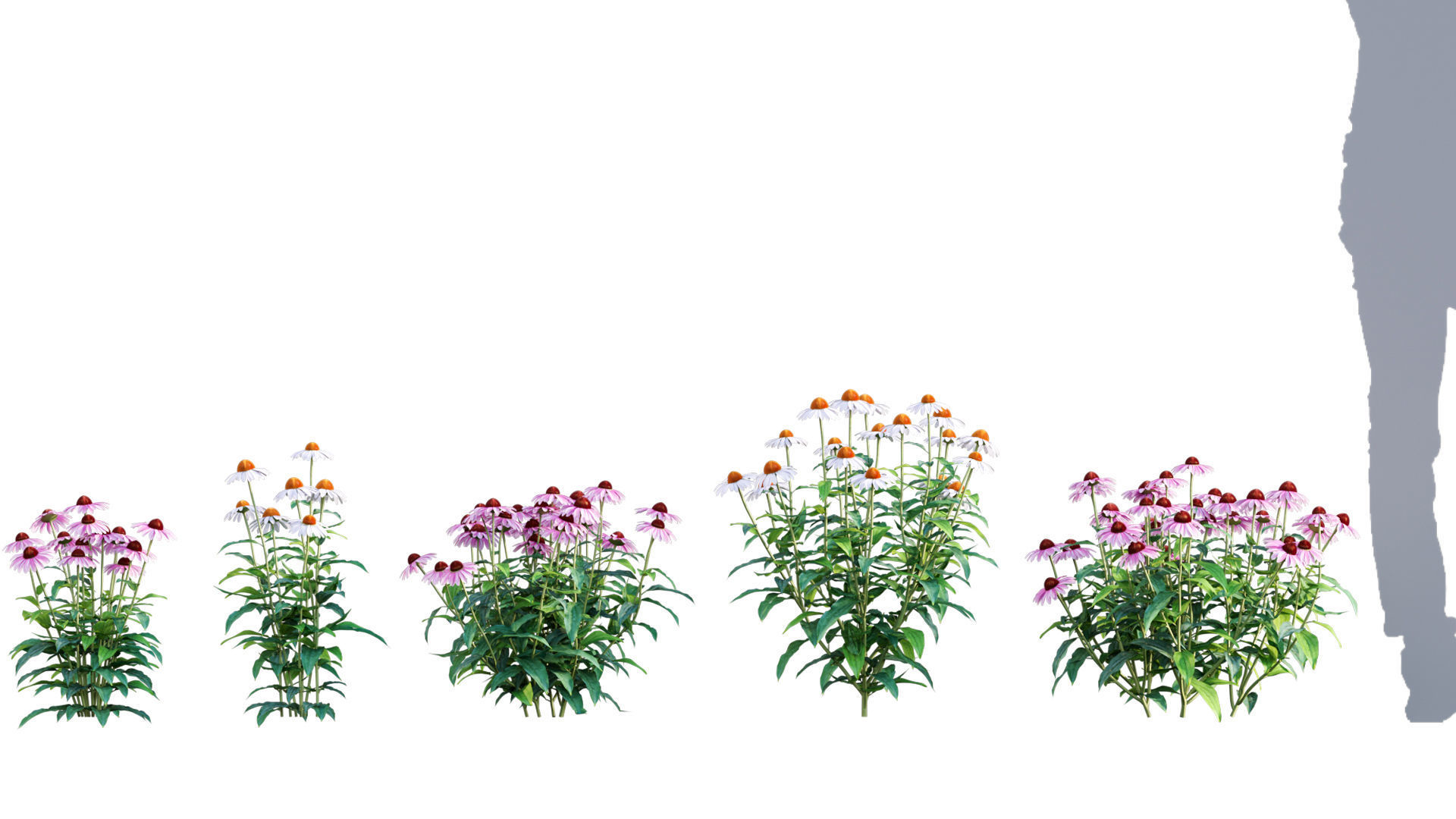 3DTree Bundle 05 - Flower Garden 3D model_4