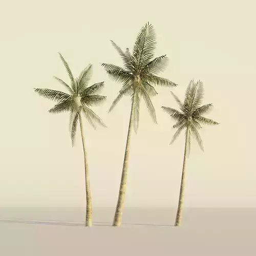 Tropical Palm tree set realistic