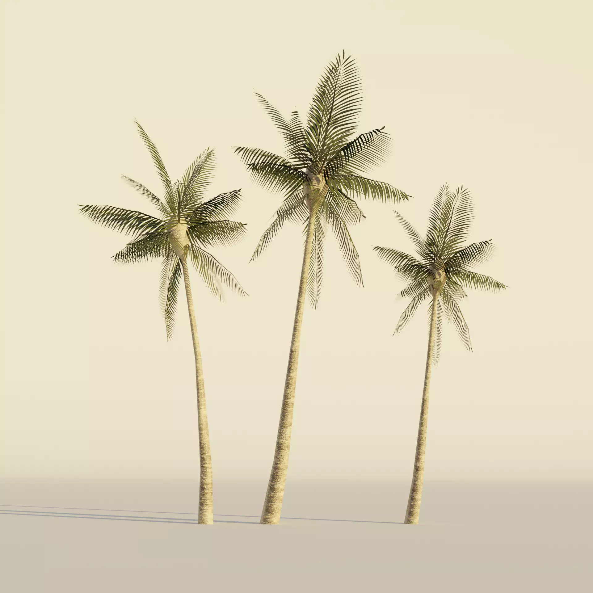 Tropical Palm tree set realistic Low-poly 3D model_0