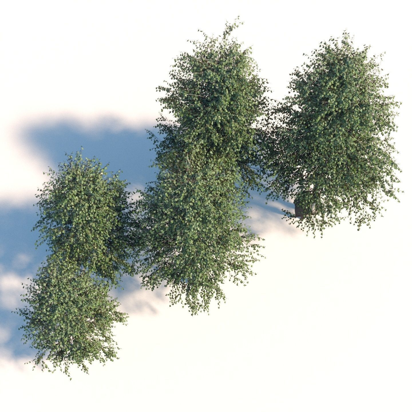  Five white birches 6-8 meters 3D model_3