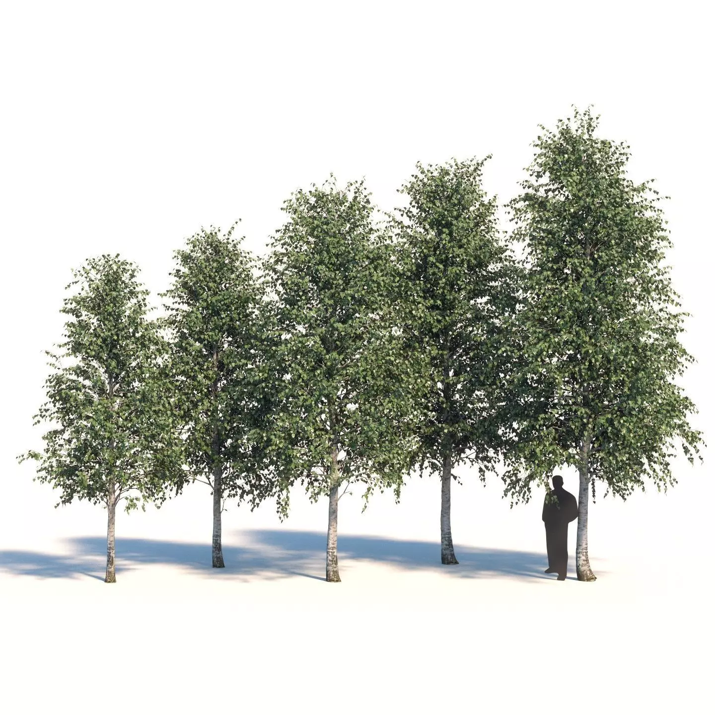  Five white birches 6-8 meters 3D model_0