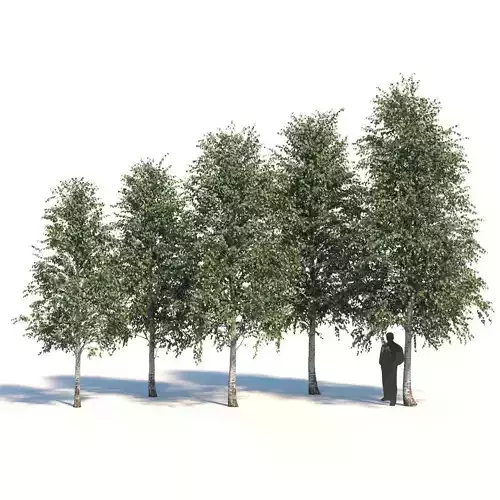  Five white birches 6-8 meters 3D model
