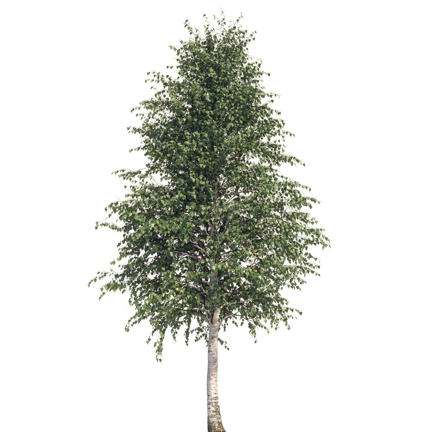  Five white birches 6-8 meters 3D model_10