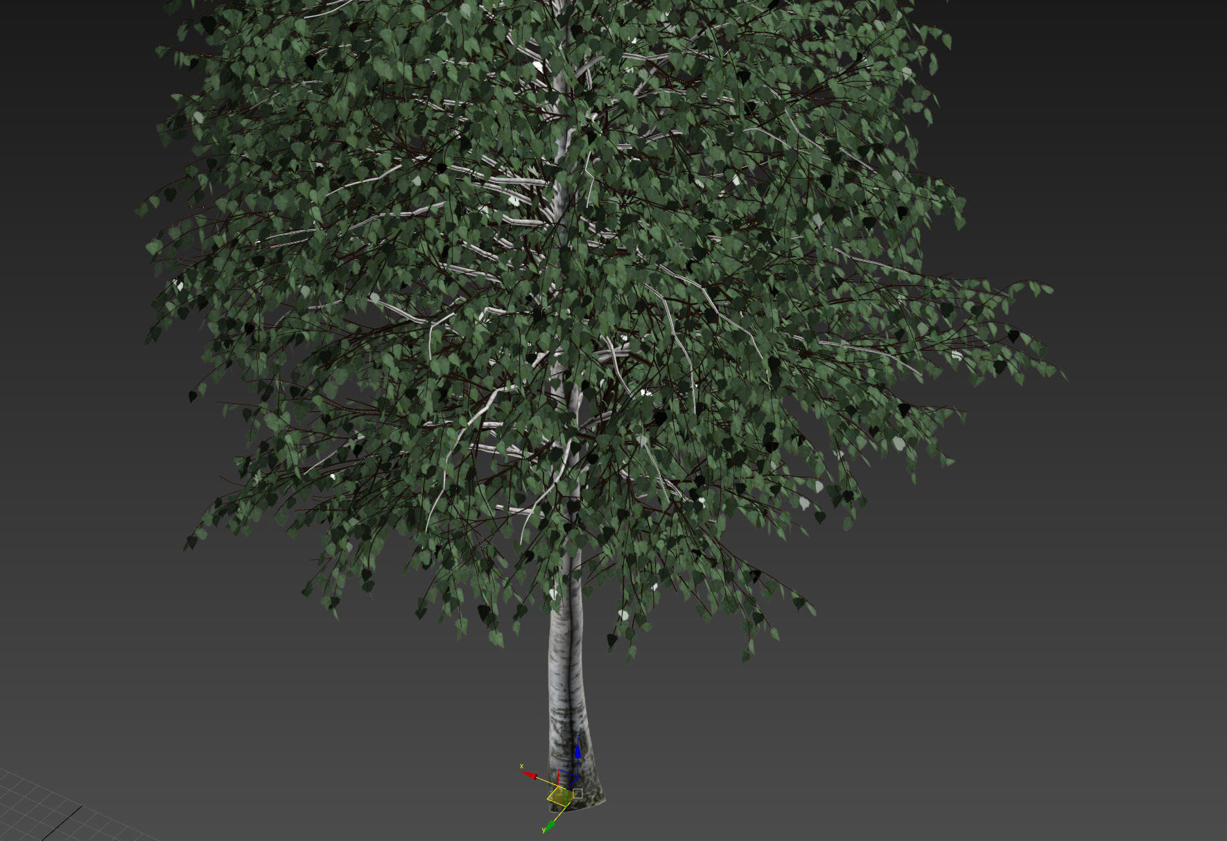  Five white birches 6-8 meters 3D model_13