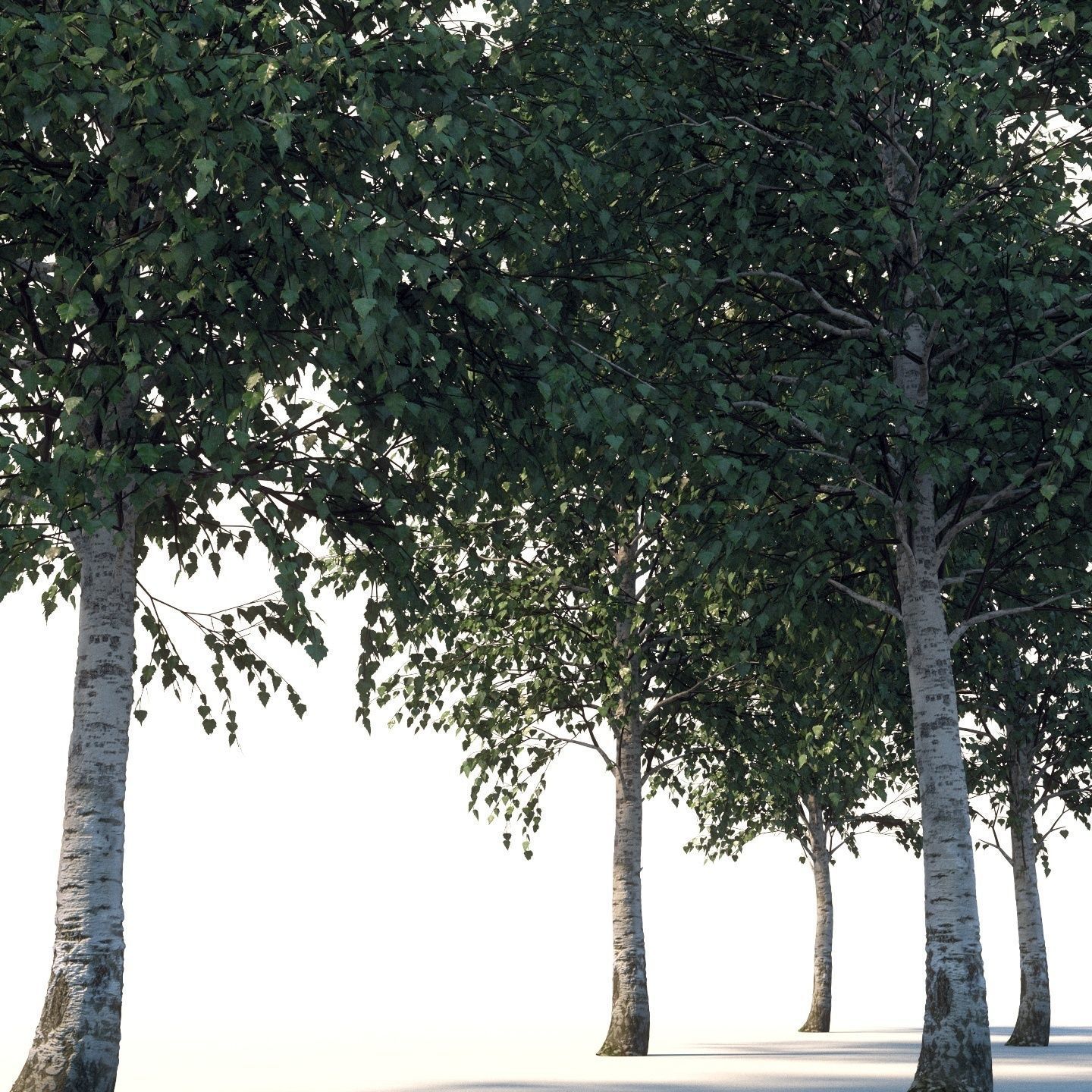  Five white birches 6-8 meters 3D model_4