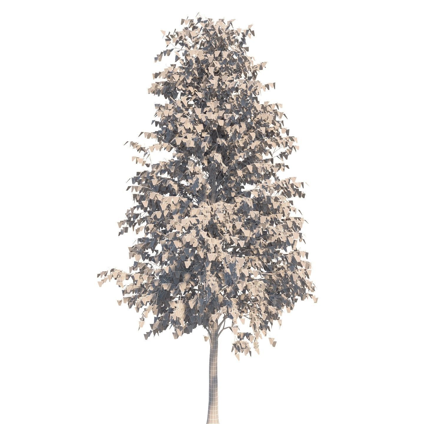  Five white birches 6-8 meters 3D model_7
