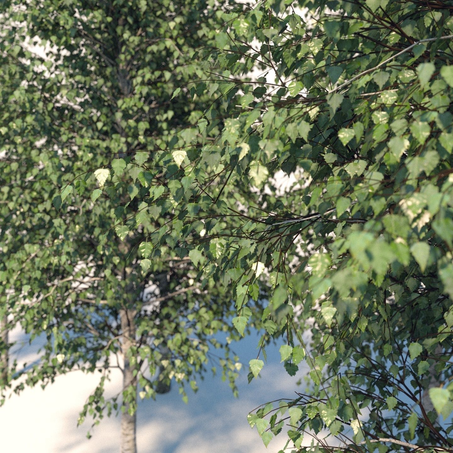  Five white birches 6-8 meters 3D model_1