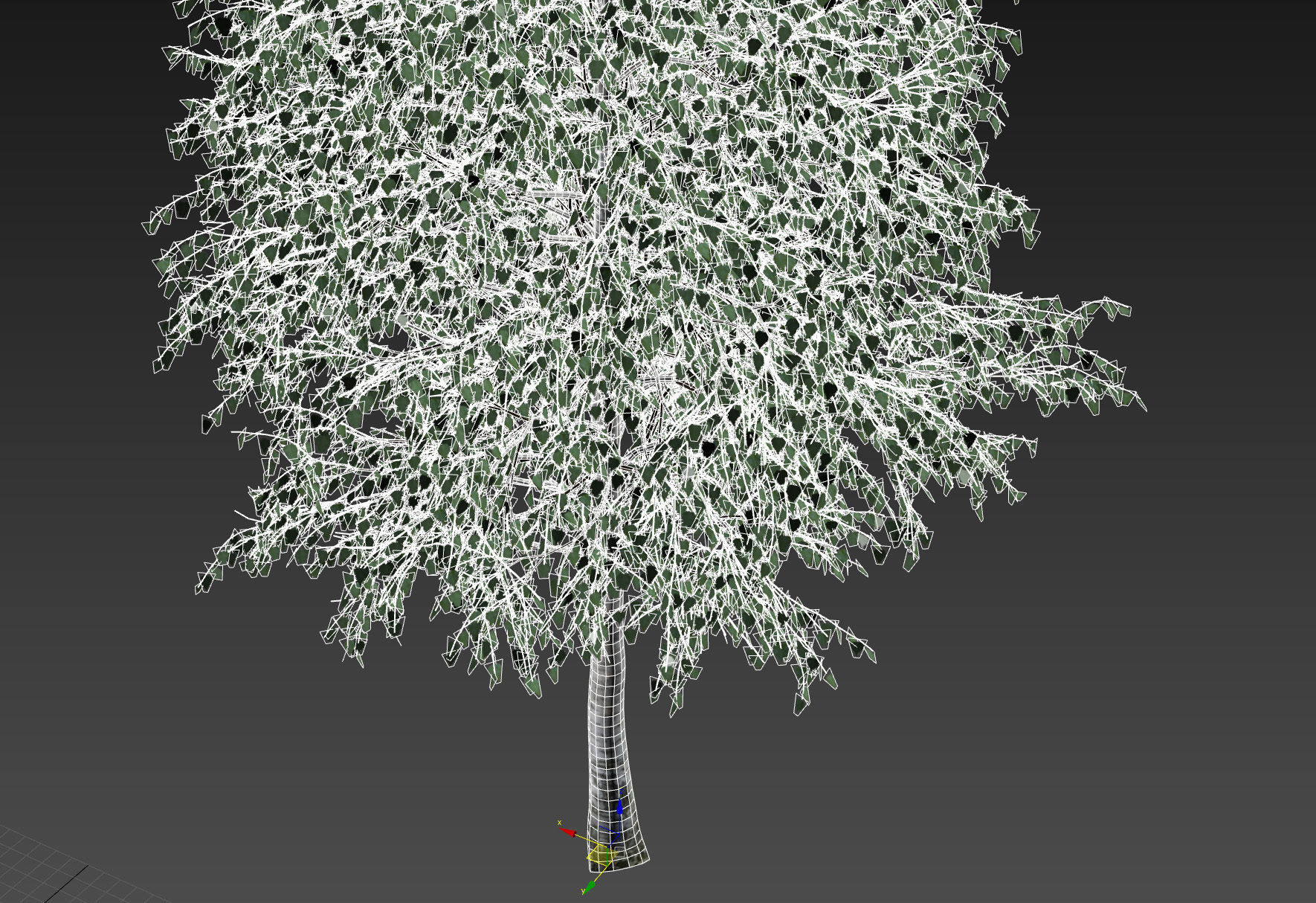  Five white birches 6-8 meters 3D model_14