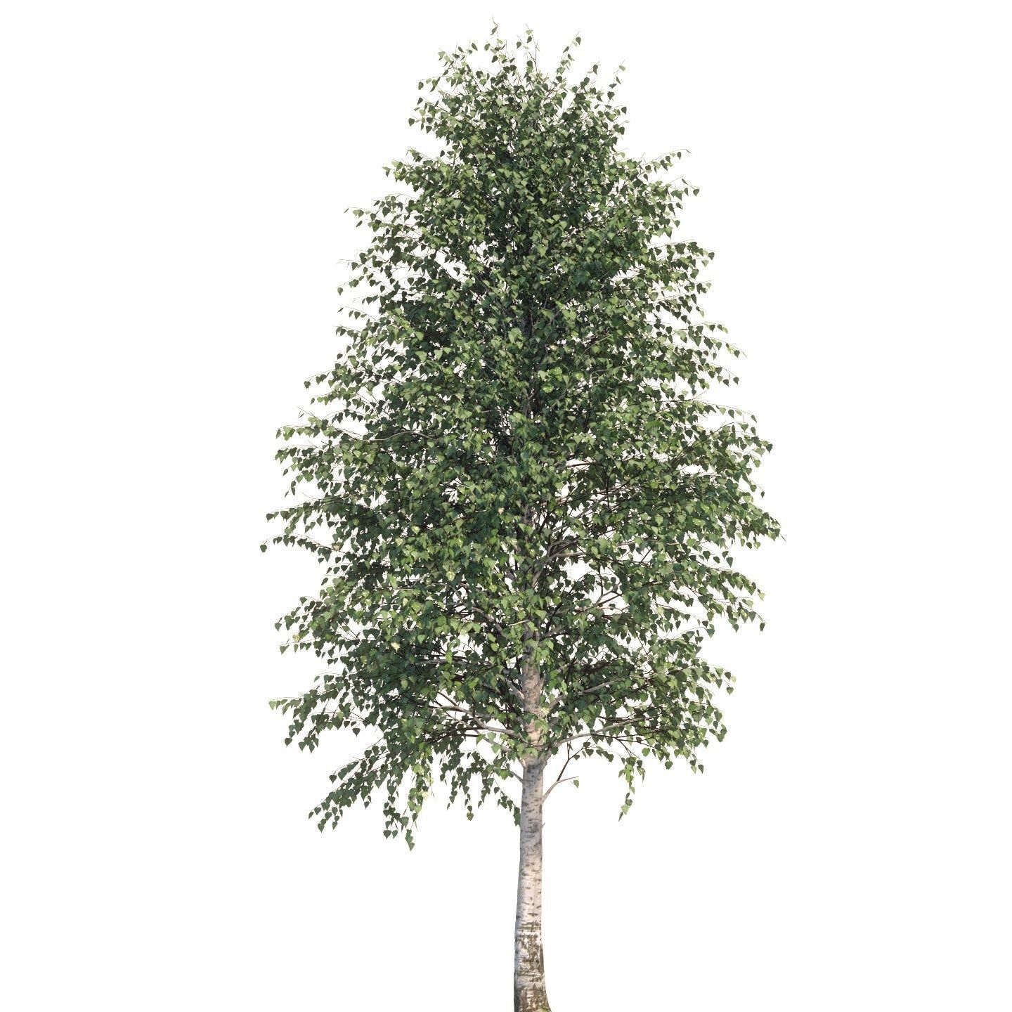  Five white birches 6-8 meters 3D model_9