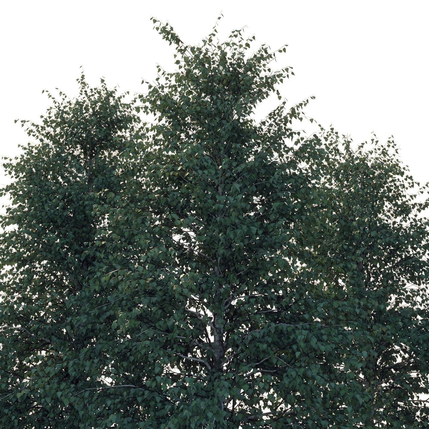  Five white birches 6-8 meters 3D model_5