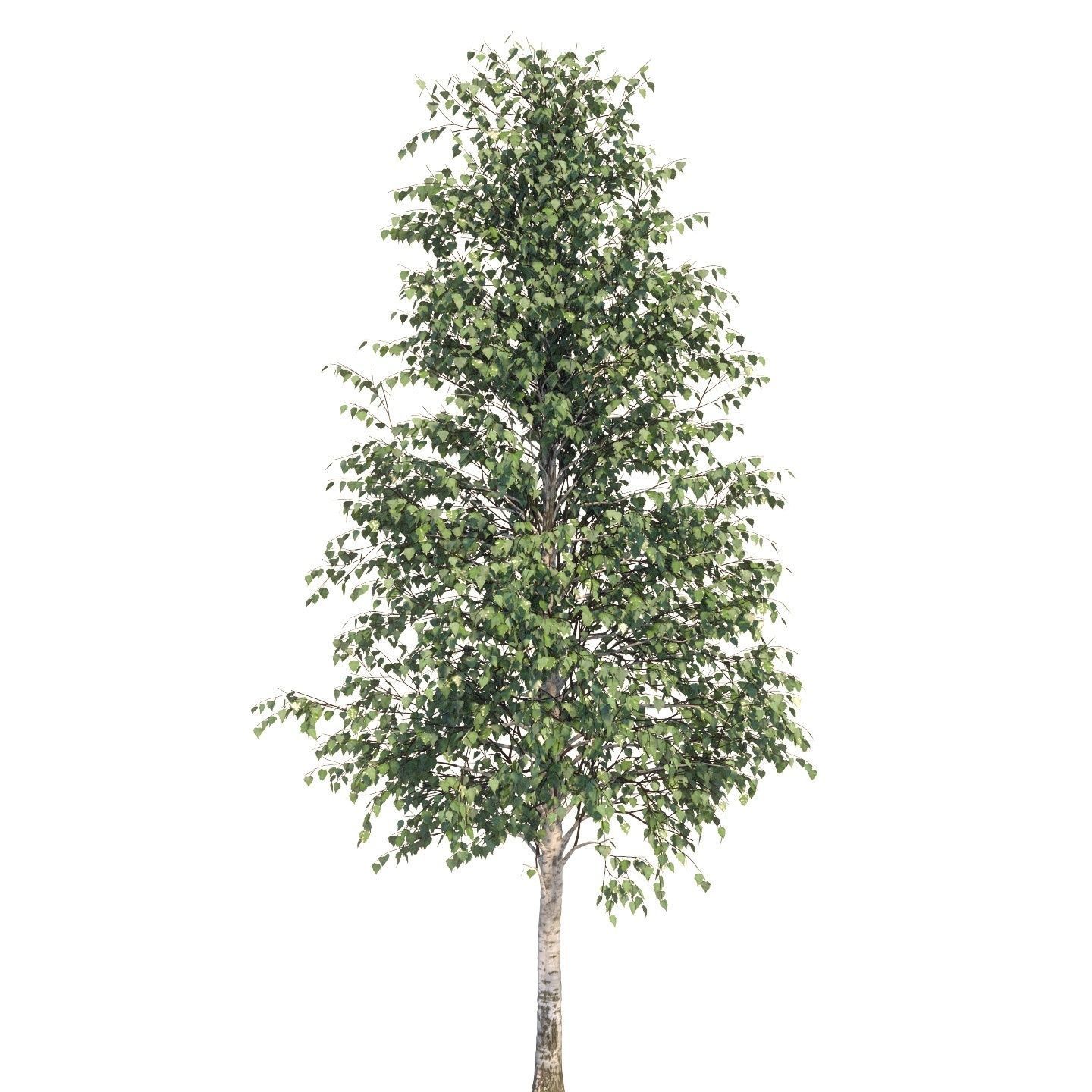  Five white birches 6-8 meters 3D model_6