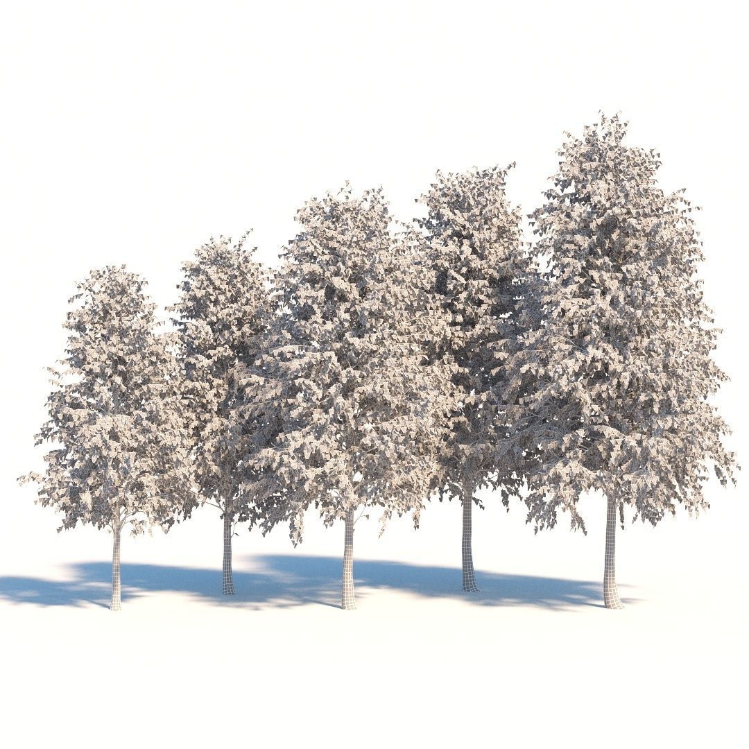  Five white birches 6-8 meters 3D model_2