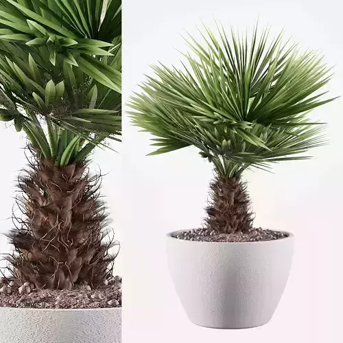 Chamaerops palm 05
