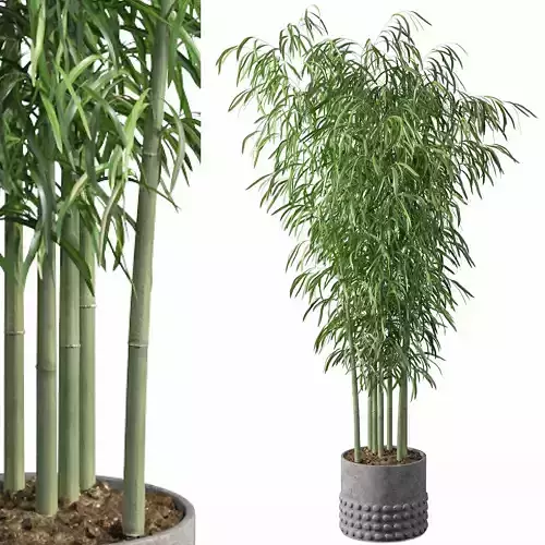 Bamboo in concrete pot